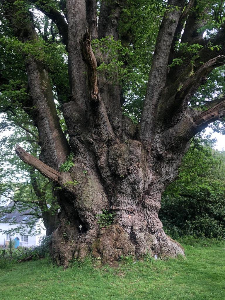 The lovely 900 year old Oak Tree at Alfoxton