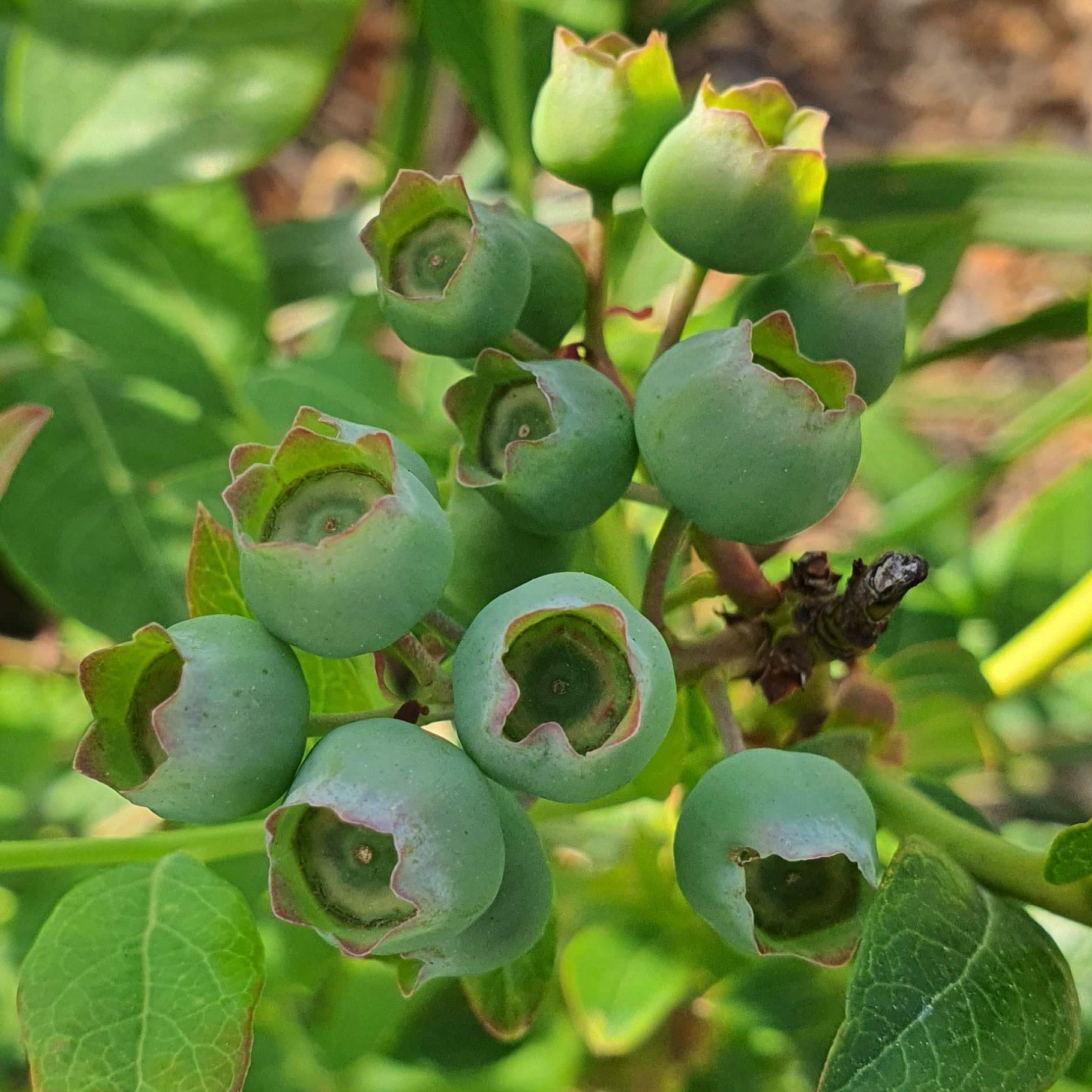 Blueberries emerging on the bushes in May 2026.